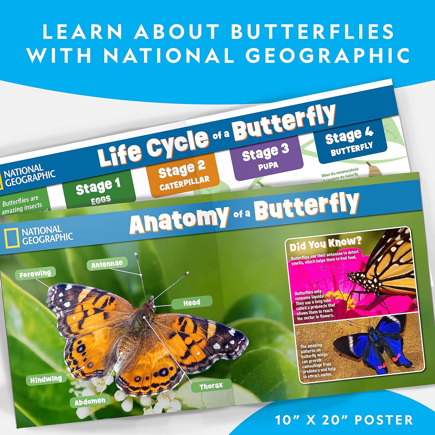 Thumbnail 4 de National Geographic Butterfly Growing Kit with 5 caterpillars 🐛🦋