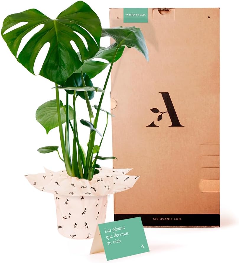 Thumbnail 1 de April Plants Monstera Deliciosa 55-65 cm 🪴 Costilla de Adán