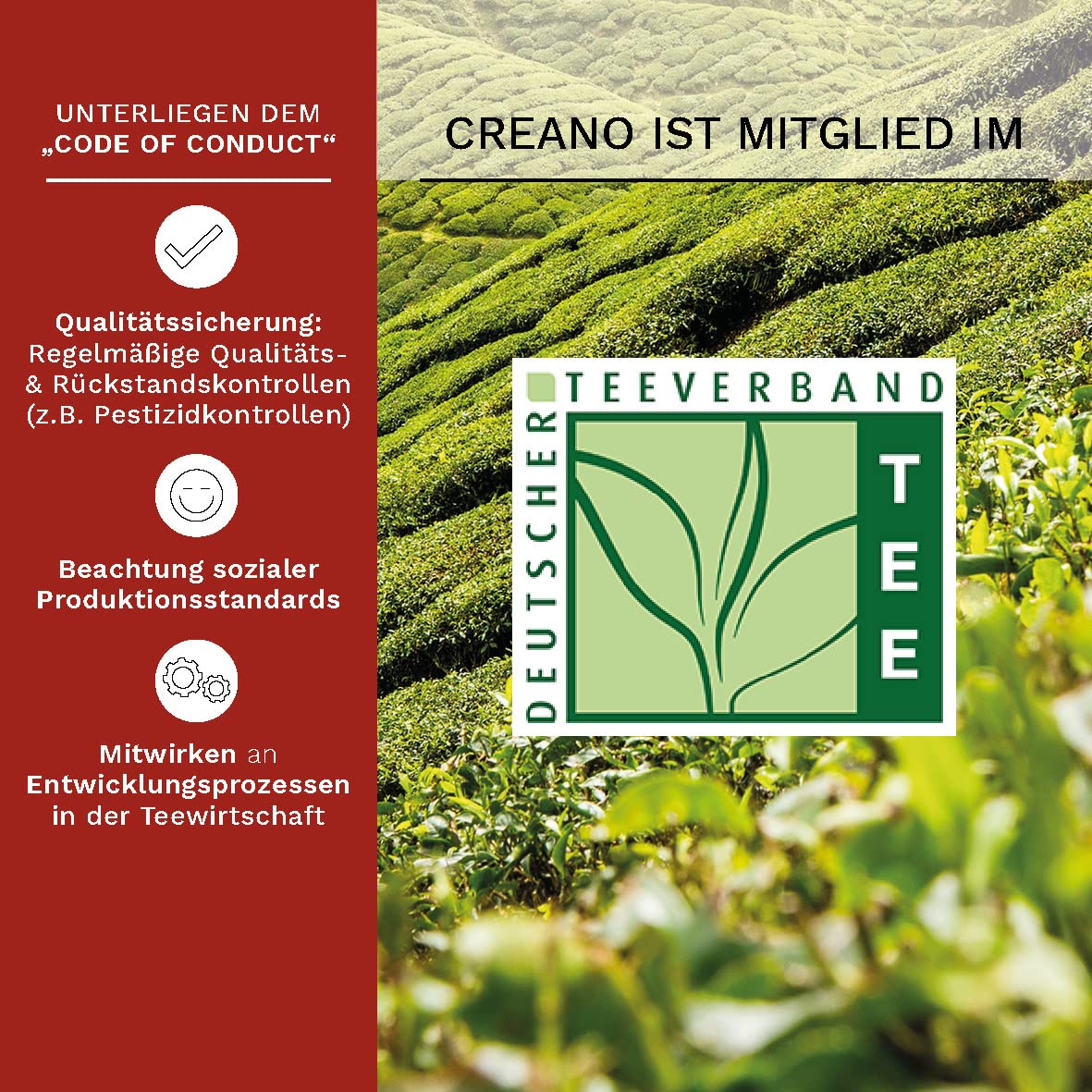Thumbnail 5 de Creano Teeblumen 36 Teekugeln weißer Tee – Blooming Tea Großpackung