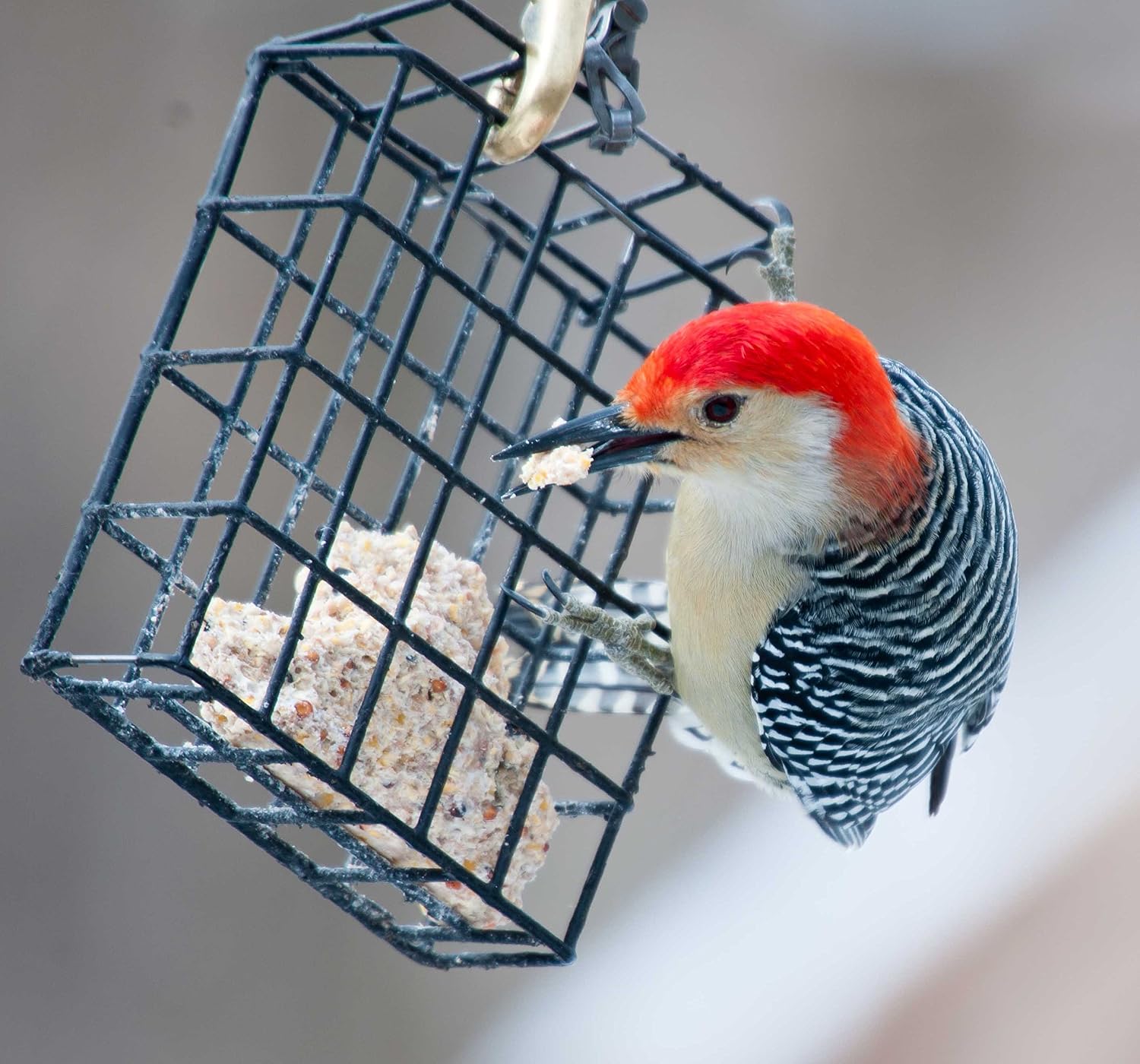 Detalle de ST. ALBANS BAY SUET PLUS 240 Wild Bird Suet Cakes, 11 oz, 10-Pack