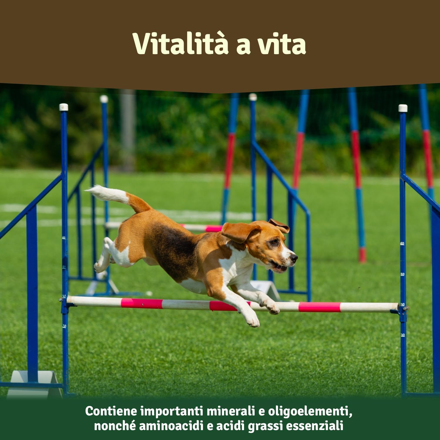 Thumbnail 2 de Veddelholzer Polvere naturale di estratto di conchiglia verde per cani, 500 g