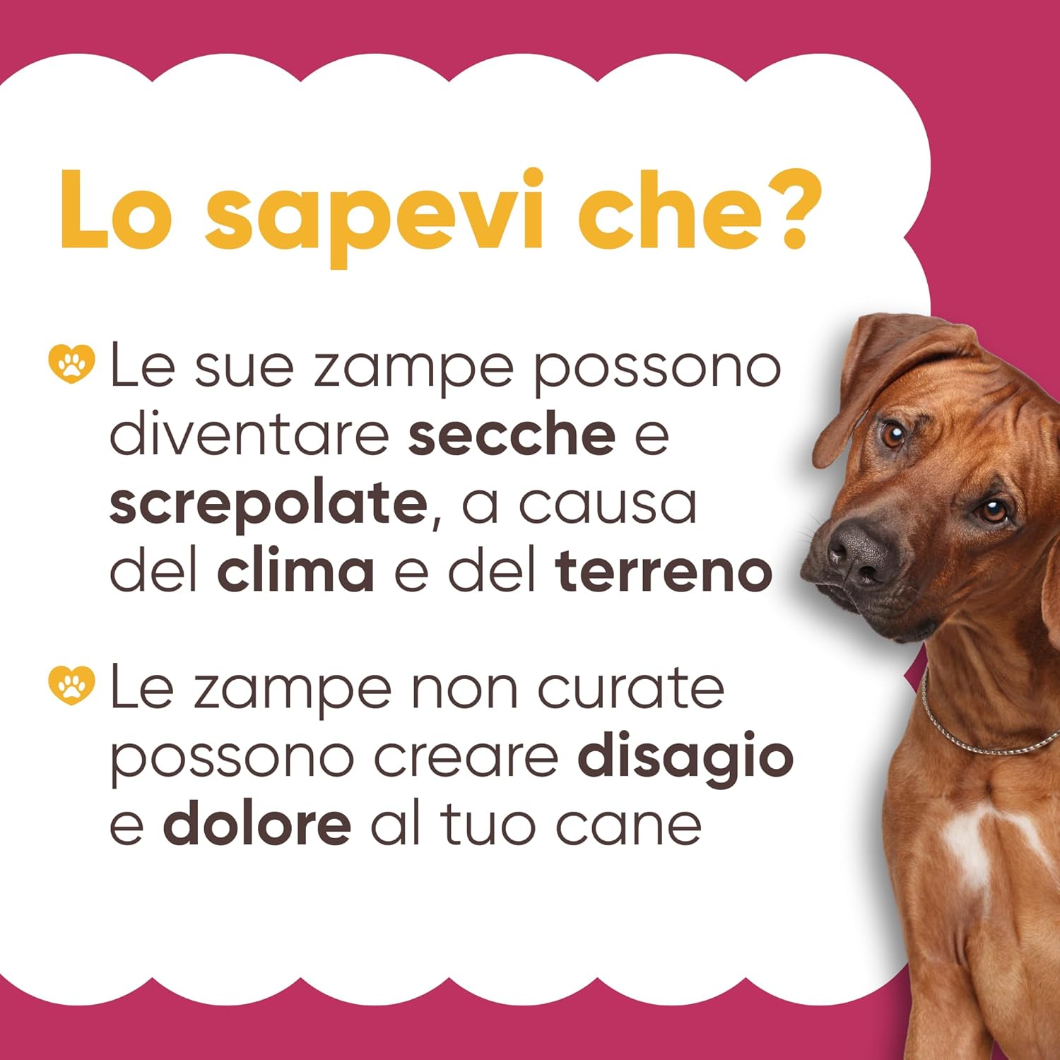 Thumbnail 3 de Crema Polpastrelli Cane per Inverno e Neve 70 ml – Oli di Moringa, Mandorla e Burro di Karité | Wellwoof