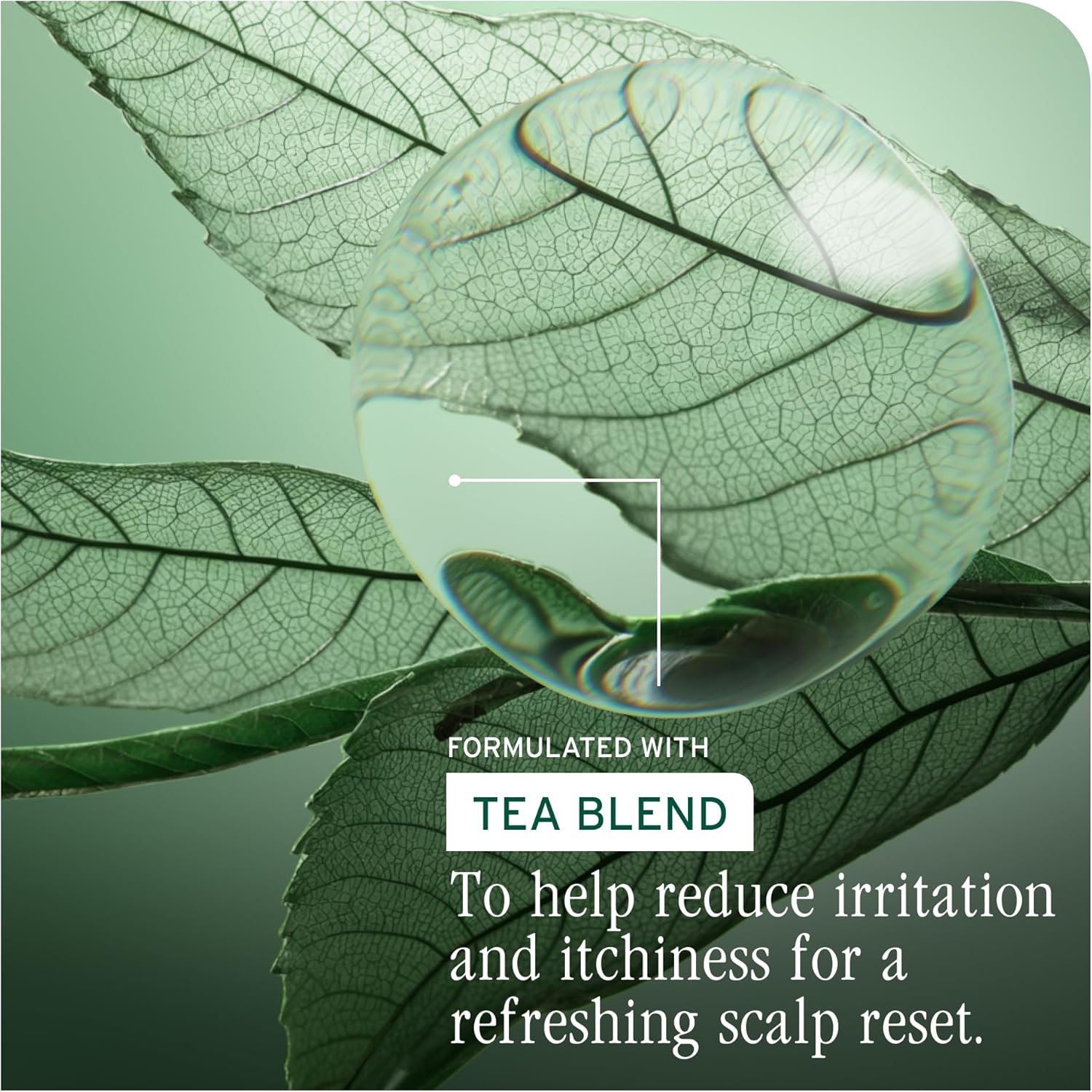 Thumbnail 3 de Biolage Scalp Sync Universal Conditioner (Glycolic Acid) 236ml