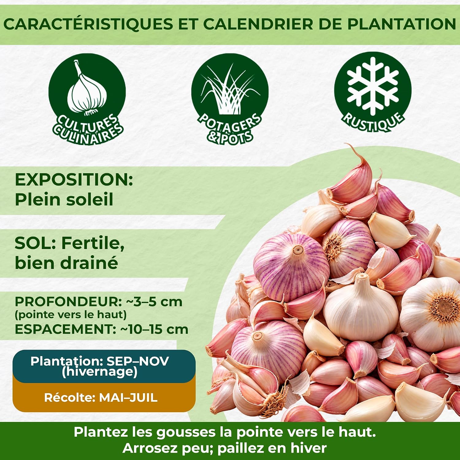 Thumbnail 2 de DUTCH BULBS GARLIC-MESSIDROME-NEW knoflookbollen, 500 g, 14–21 mm