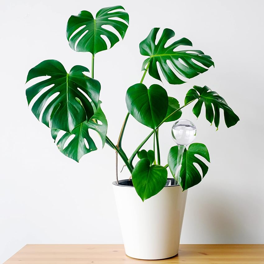 Detalle 2 de Relaxdays 9 Globos de riego 250 ml para plantas