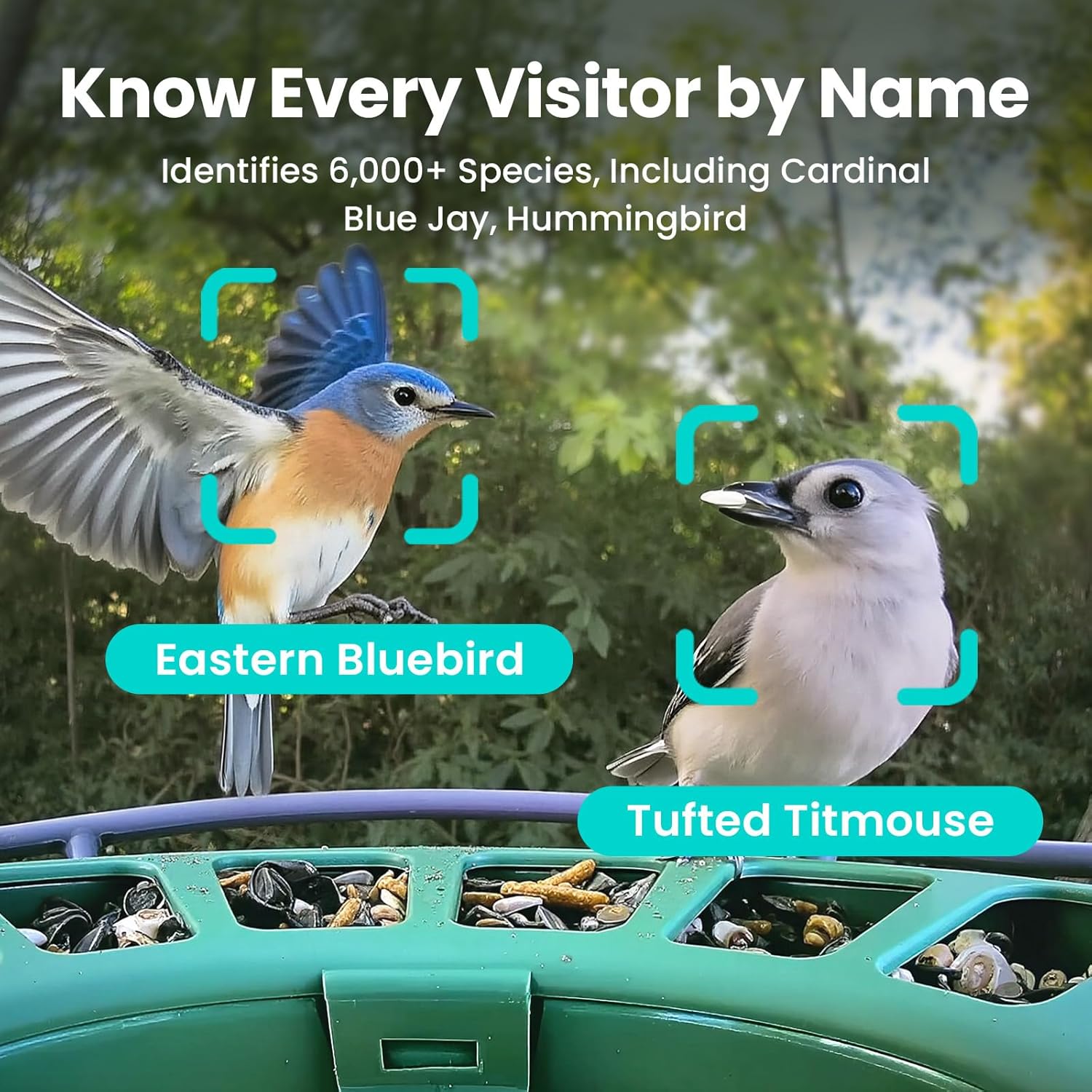 Thumbnail 3 de Birdfy Feeder 2 upgraded dual-lens bird feeder camera with auto-trace and smart capture
