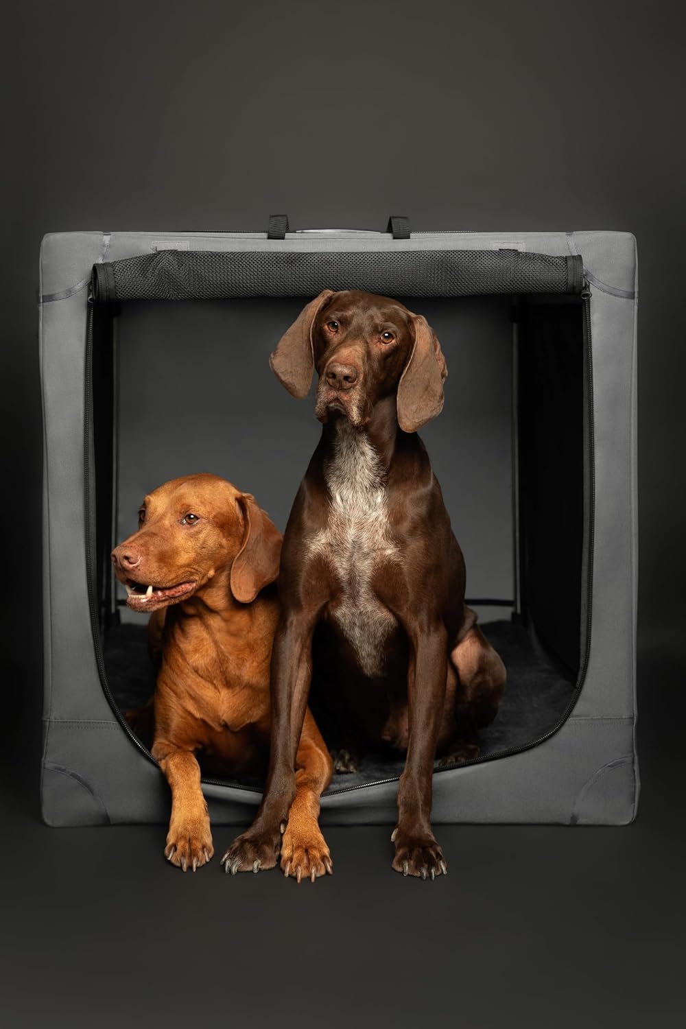Detalle de Noah & Paw 42-inch Collapsible Dog Crate (XXL) with 10mm locking zippers and pet mat