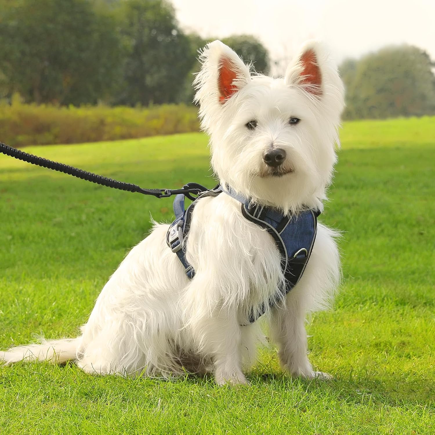 Thumbnail 6 de Belababy Large Dog Harness: Anti-Pull, Padded Handling and Reflective Safety for Everyday Walks
