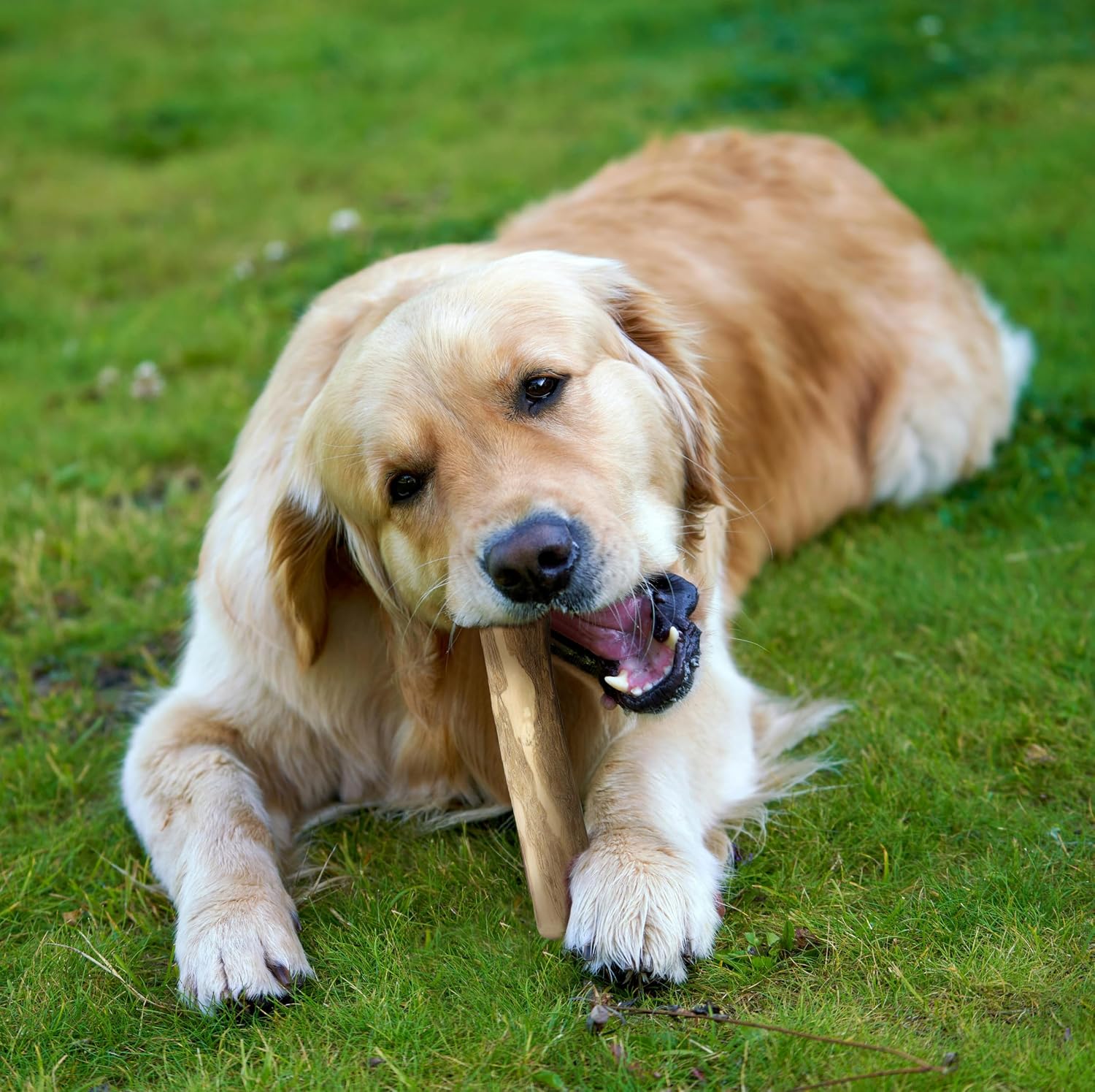 Thumbnail 4 de Fuzzl Cinnamon Wood Dog Stix Medium Pack