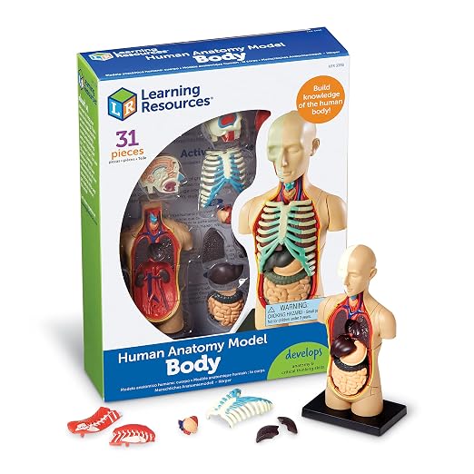 Detalle de Learning Resources Modelo Anatómico Cuerpo Humano 🧠 31 Pzs, Infantil