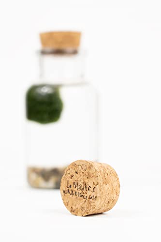 Thumbnail 1 de KAKI La Felicità è Nelle Piccole Cose – Marimo Bottiglia in Vetro con Tappo in Sughero