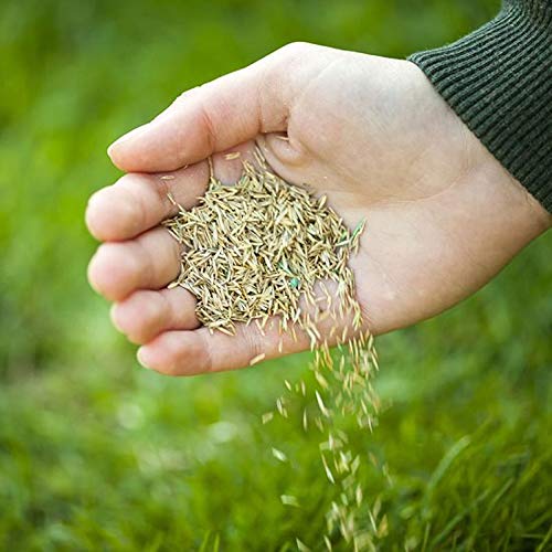 Thumbnail 5 de Grow Pure Grass Seed (1kg) — Quick Patch and New Lawn Solution, UK Climate