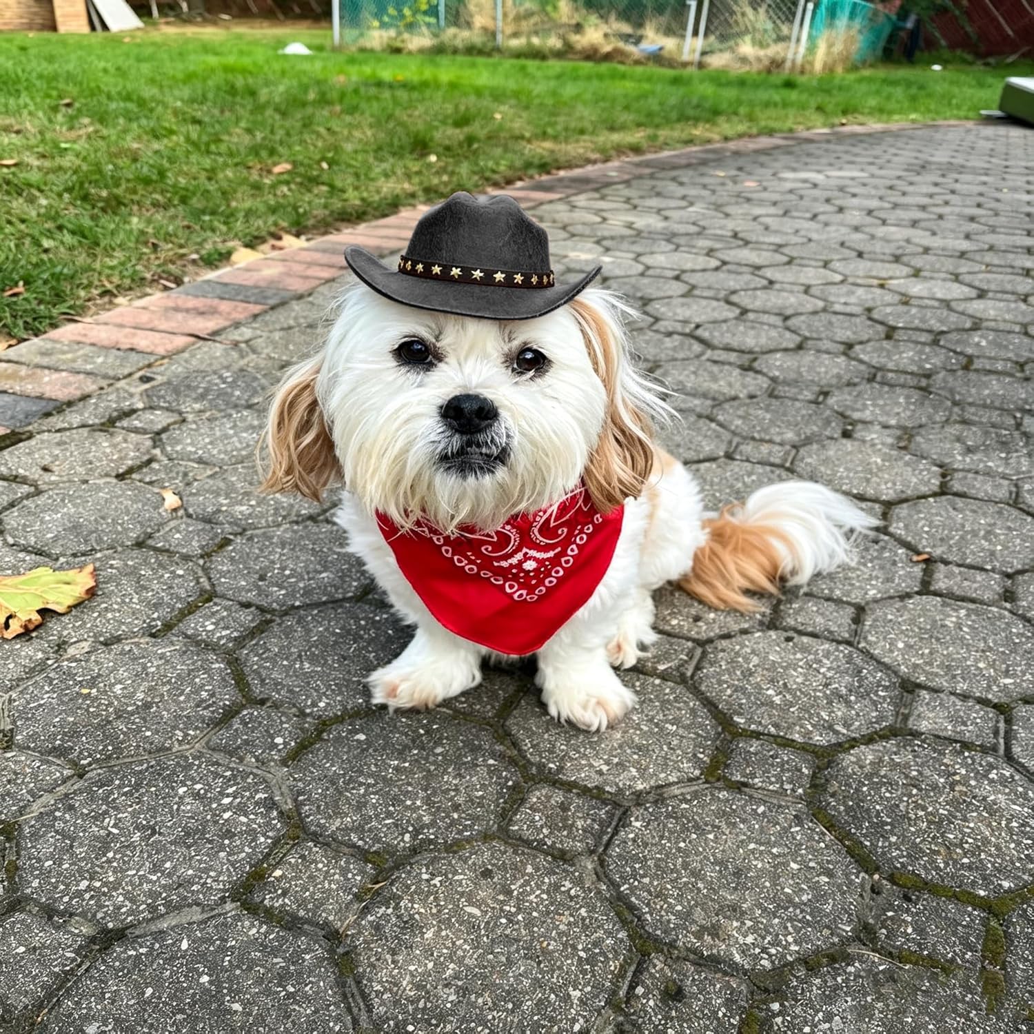 Detalle 2 de Ling & Bai 2Pcs Dog Cowboy Hat Costume Set: Hat and Red Bandana for Pets (Black)