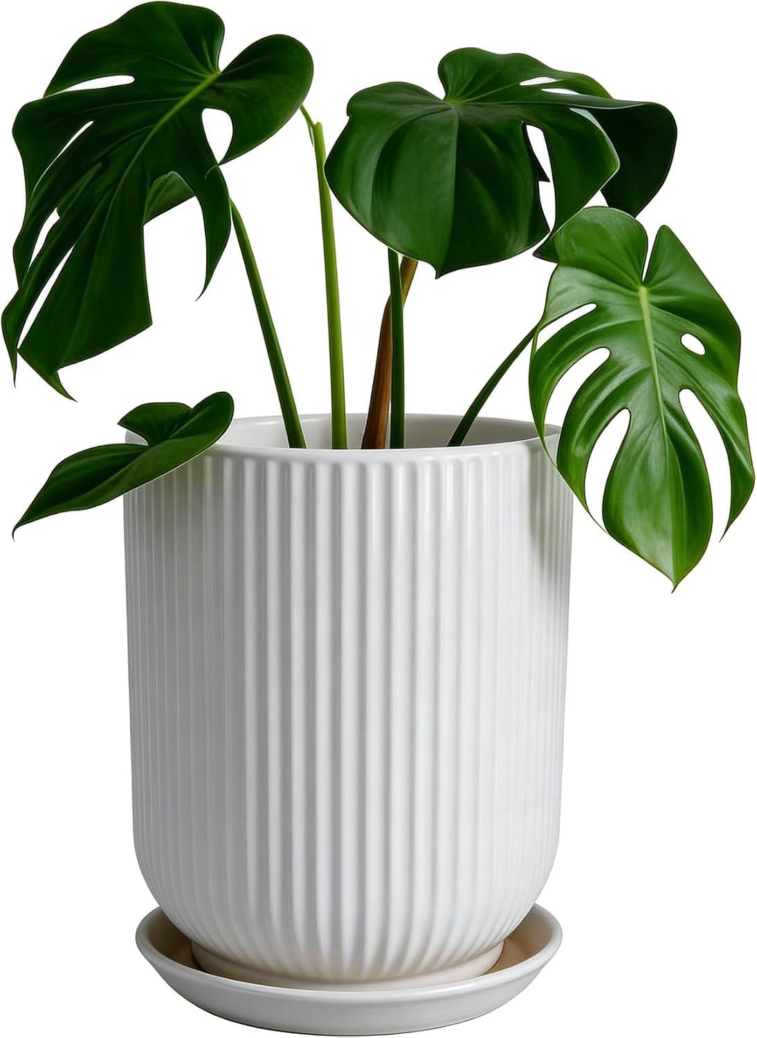Detalle de Deep Dream STW-8in-Planters-White 8-Inch Ceramic Planter with Drainage and Saucer
