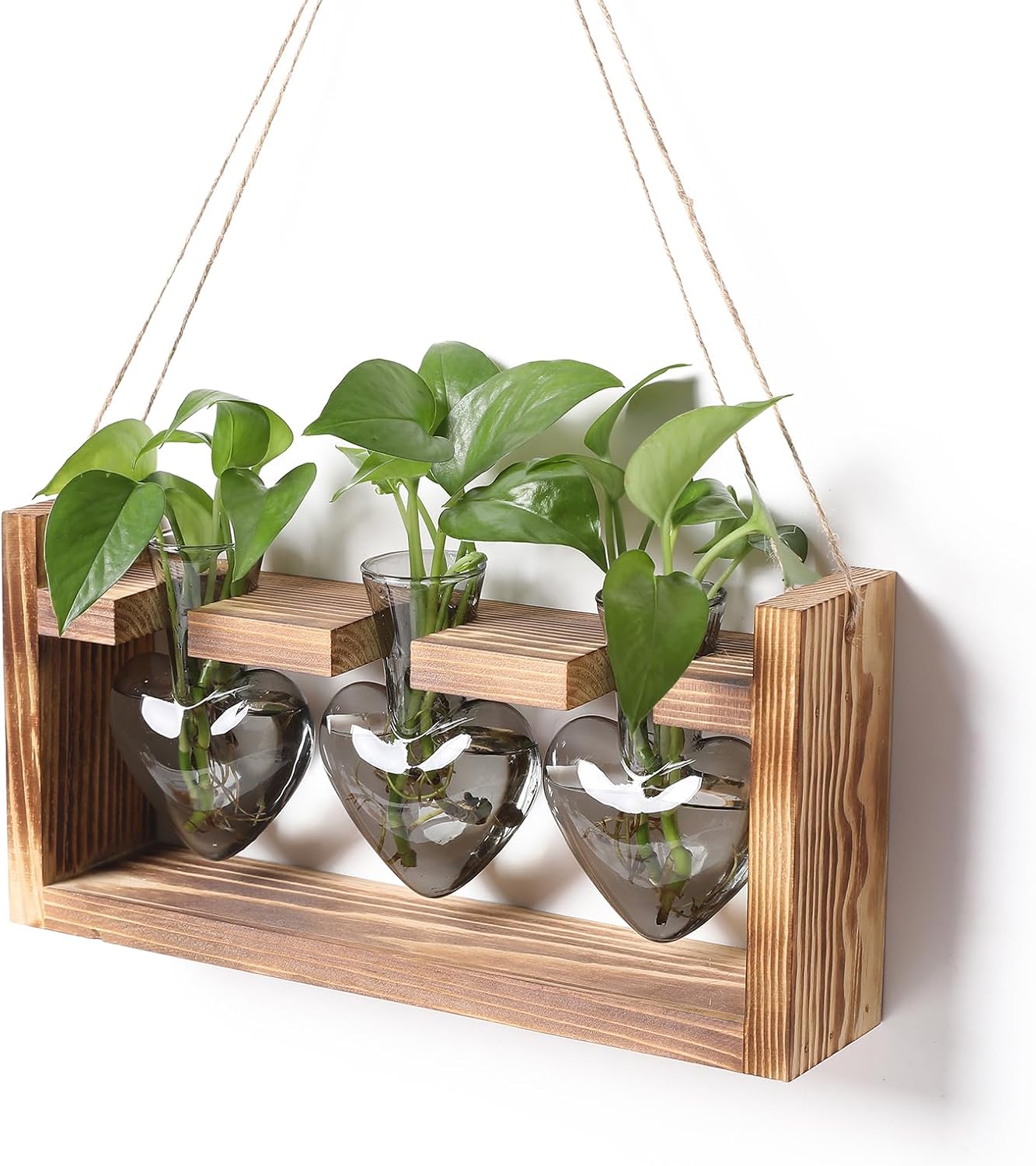Detalle de Glass Plant Propagation Vases