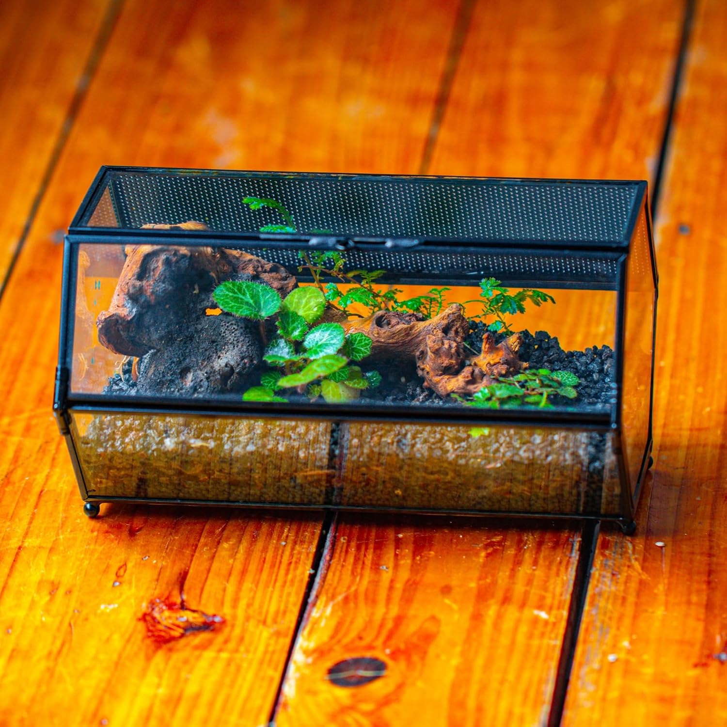 Detalle de NCYP Mini Glass Enclosure Terrarium with Mesh & Door for Jumping Spiders — Hexagon, 20 x 11.5 x 10 cm