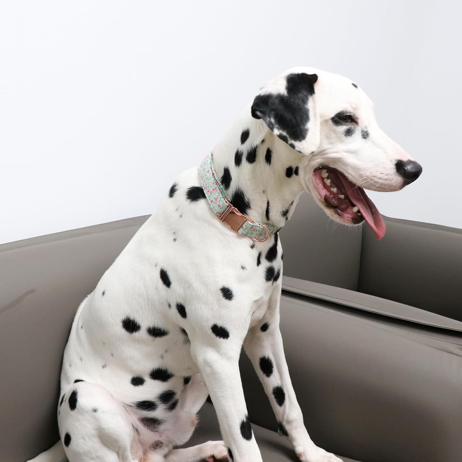 Thumbnail 4 de Unique Style Paws Hundehalsband aus Baumwolle – verstellbar mit D-Ring (für kleine bis große Hunde)