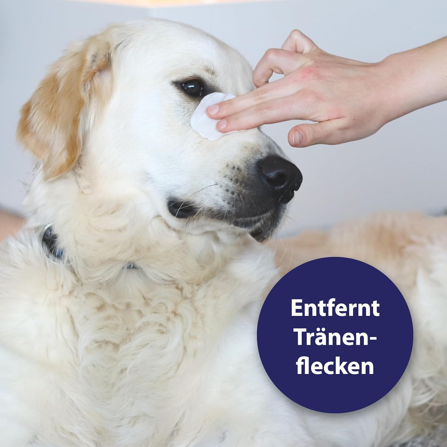 Detalle de Canosept Augenpflege-Pads für Hunde – 100 Stück, Augenreiniger mit Aloe Vera