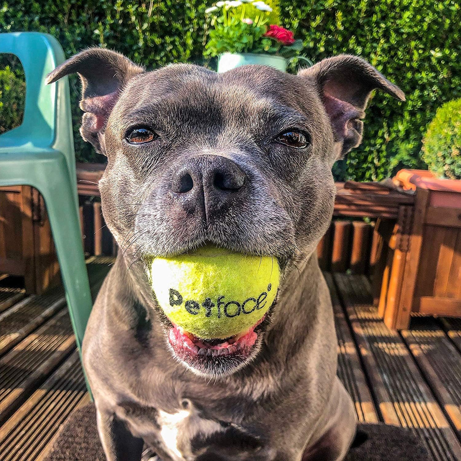 Detalle de Petface Super Tennis Balls For Dogs – Pack of 12