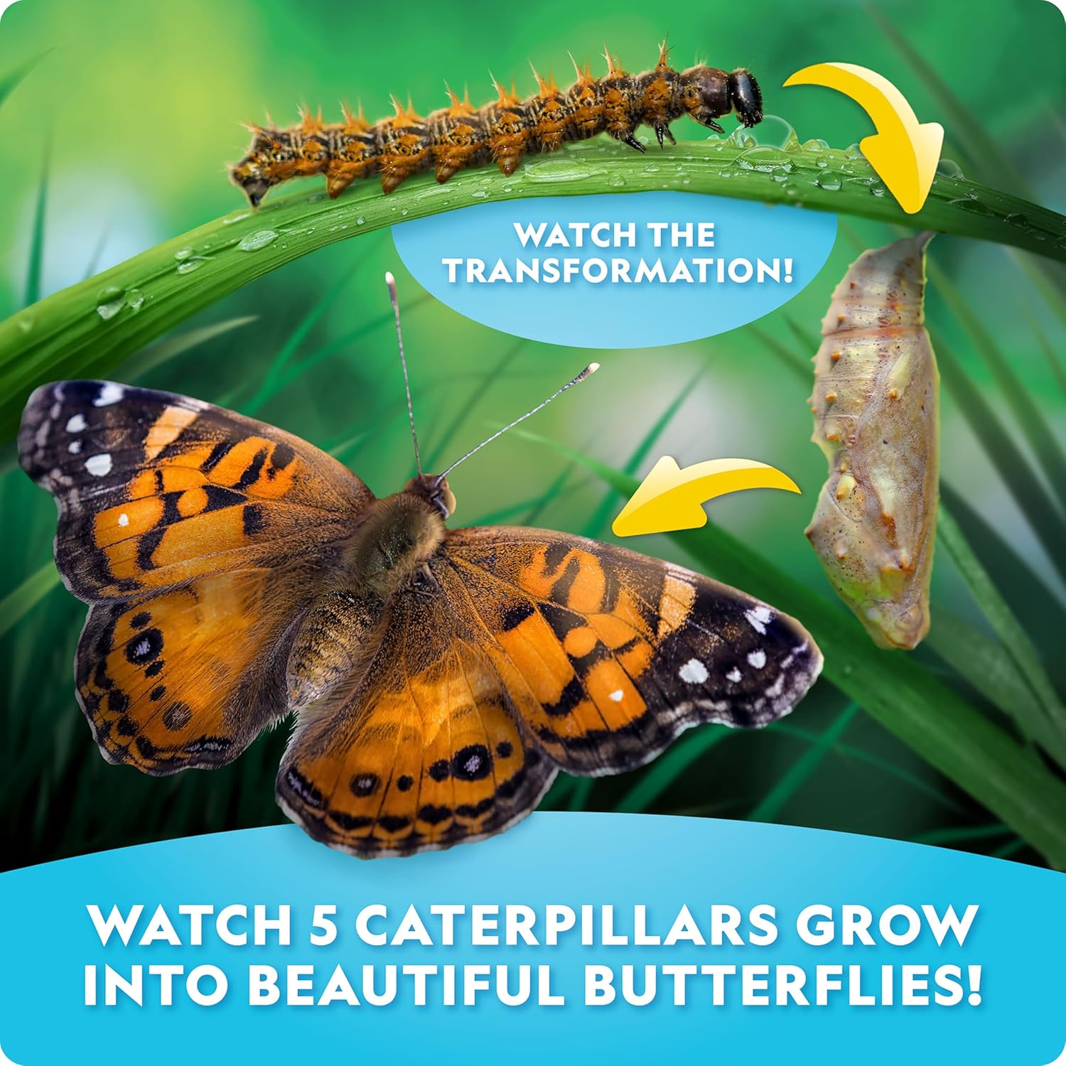 Detalle de National Geographic Ultimate Butterfly Growing Kit 5 caterpillars