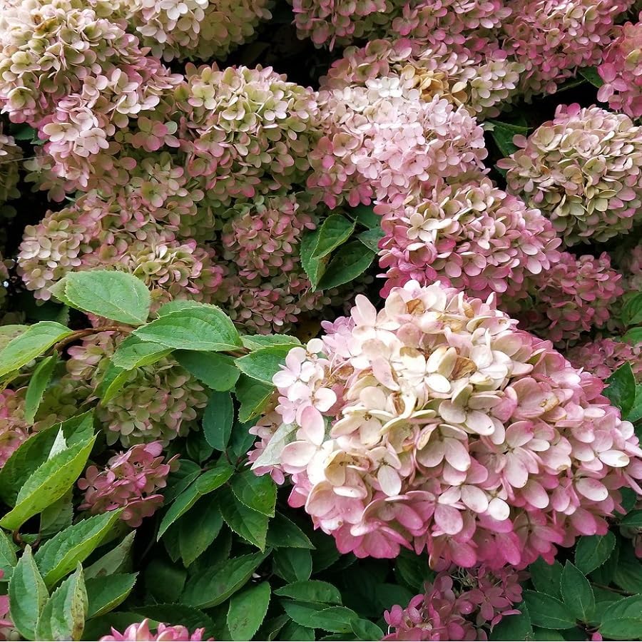 Detalle de Generic HOR044_40-50_C pluimhortensia ‘Vanille Aardbei’, 40-50 cm