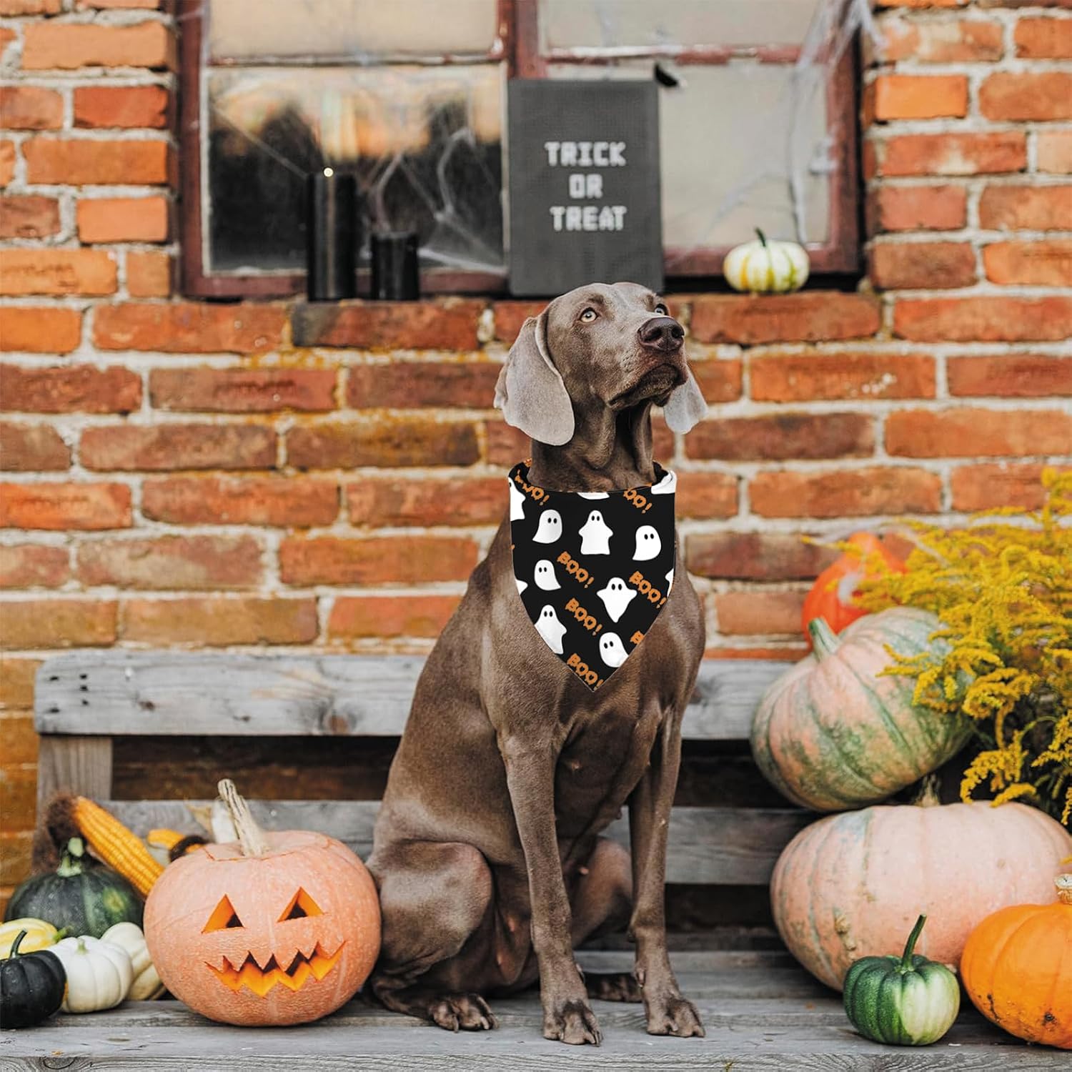 Detalle de Halloween Dog Bandanas, 2-Piece Set