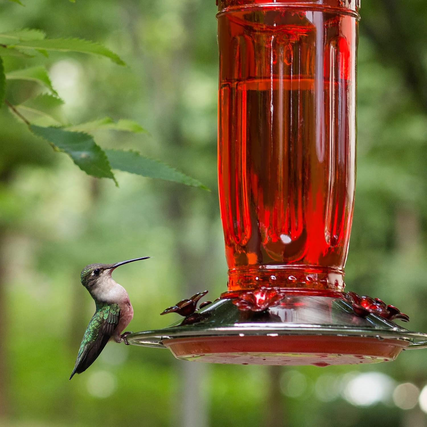 Detalle 2 de Kingsyard KYBF119CP04 Glass Hummingbird Feeder, Red, with 6 Feeding Ports