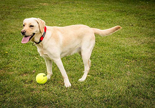Detalle de Petface Super Tennis Balls For Dogs – Pack of 12