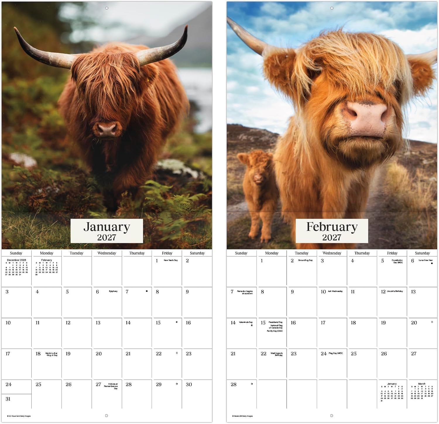 Detalle de 2027 Highland Cows Wall Calendar, 12" x 12" with 13 Images