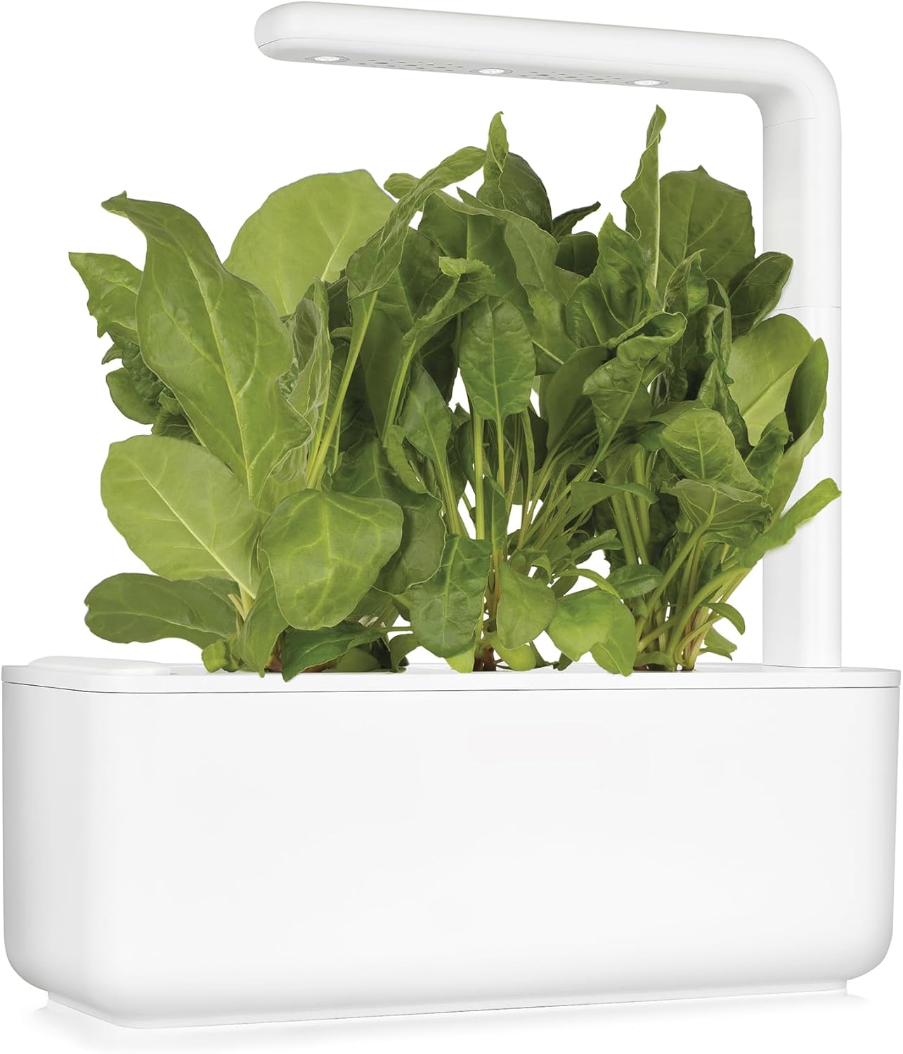 Detalle de Kalapanta IDROPON P-MAX: nutrimento professionale per idrocoltura in doppia confezione