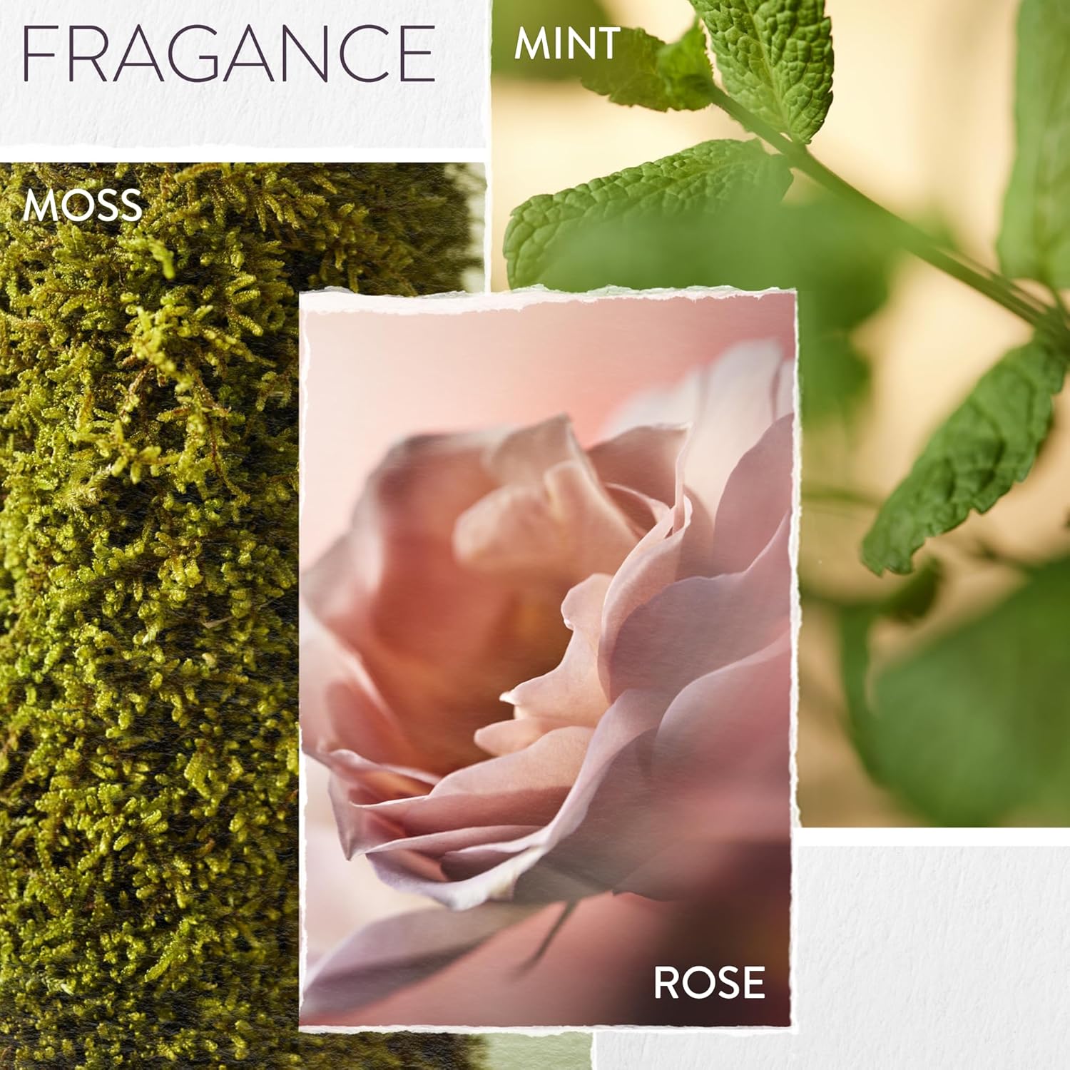 Thumbnail 4 de Pureology Hydrate Sheer moisturising shampoo and conditioner duo (vegan) for fine, colour-treated hair