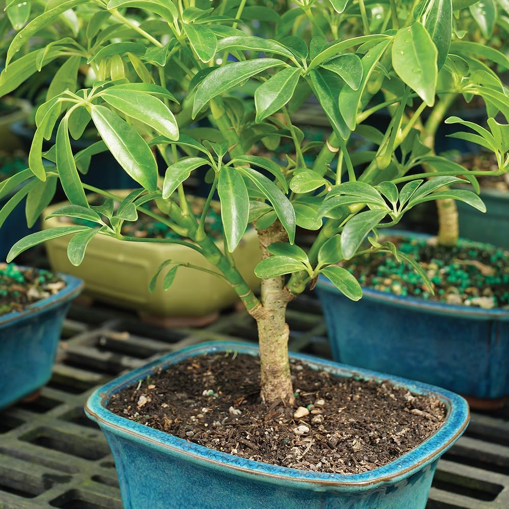 Detalle de Brussel's Bonsai Indoor Bonsai Tree, 3 Years Old