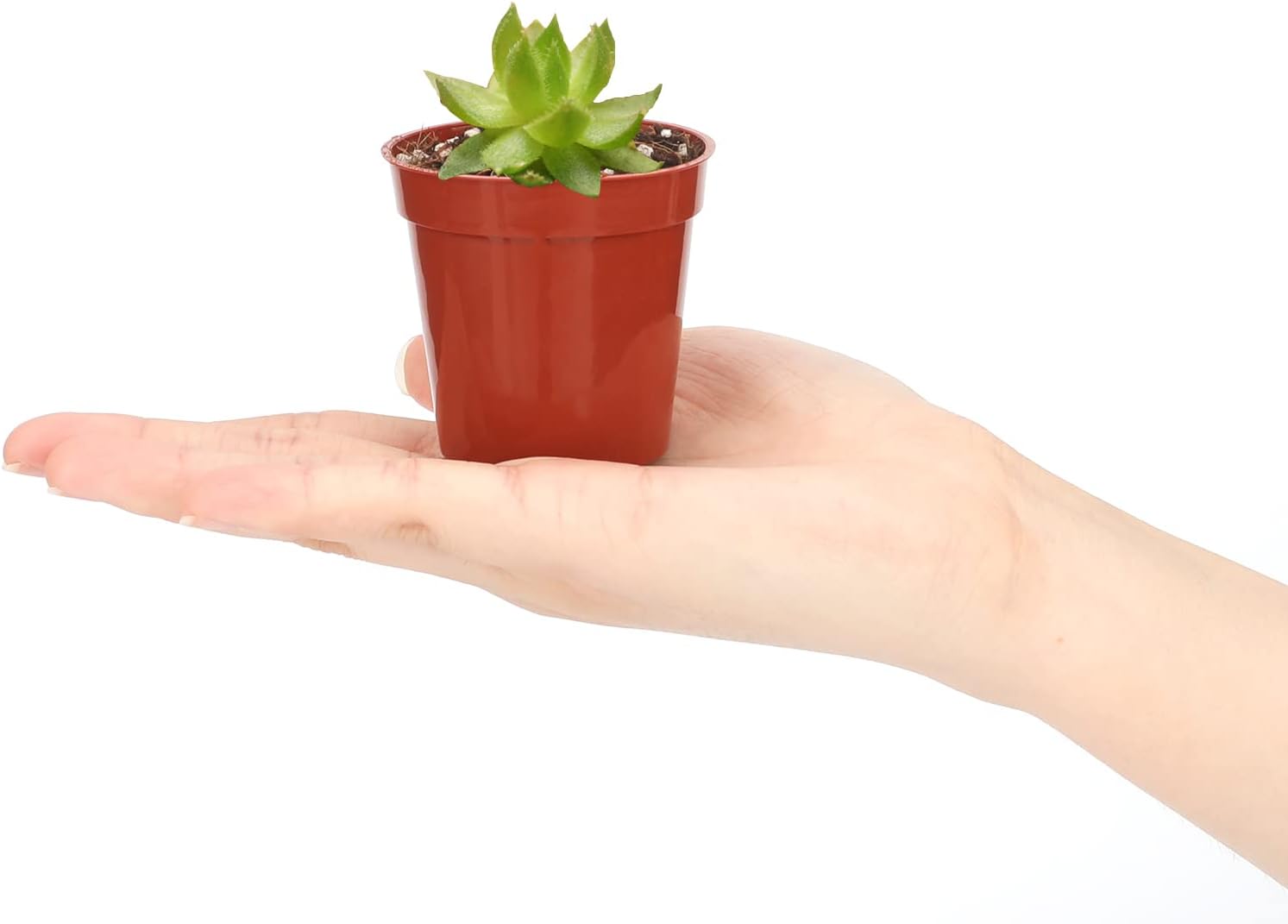 Detalle de Mini plastic plant pots 5.4cm, 50-pack