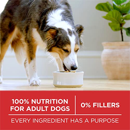 Thumbnail 9 de Purina ONE Chicken & Rice Formula Dry Dog Food, 16.5 lb Bag