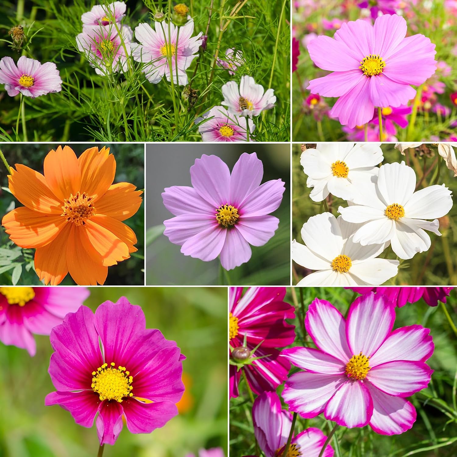 Thumbnail 1 de Groundio Cosmos Seeds, 1 oz