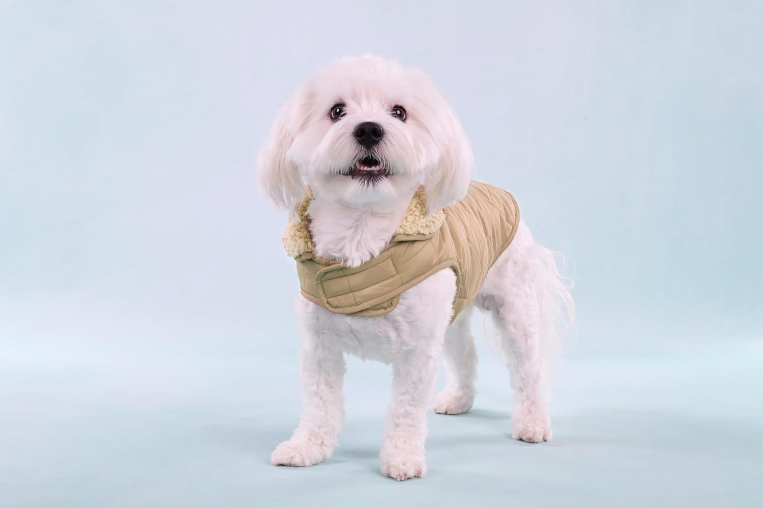 Thumbnail 5 de Flamingo Hundemantel Bonnie in Beige – wasserabweisend & waschbar bei 30 °C