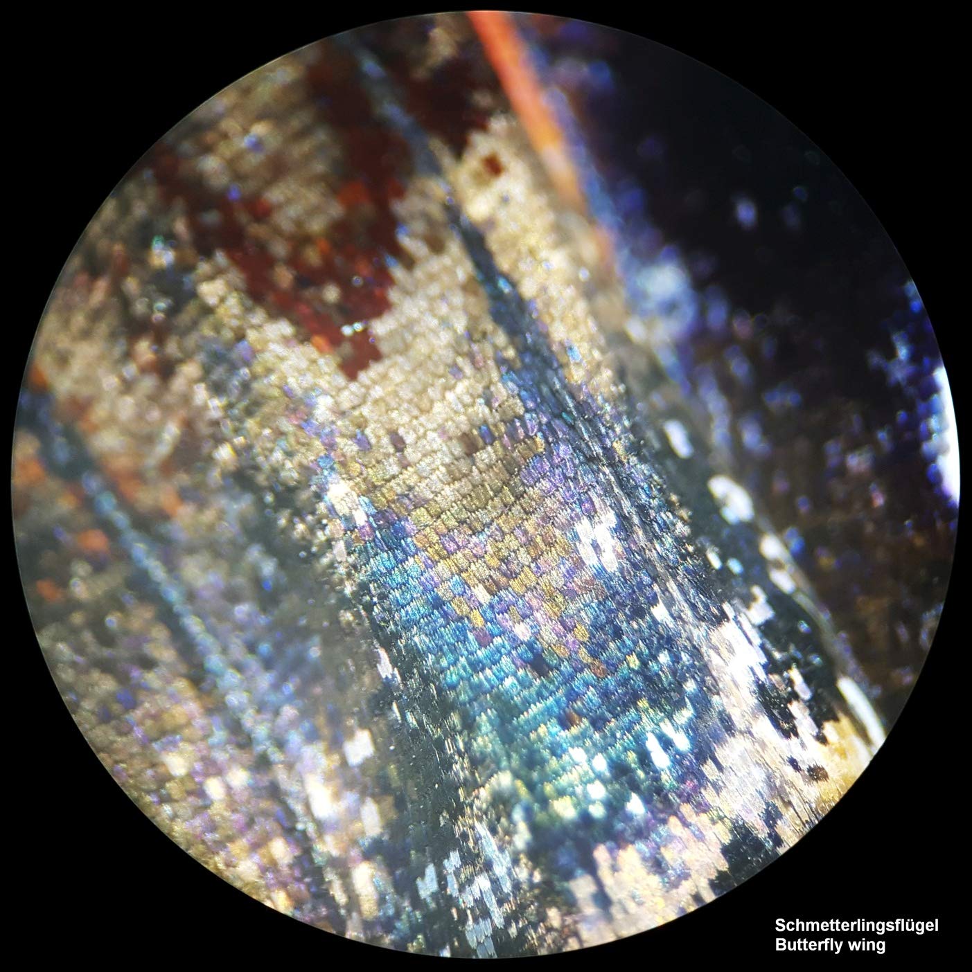 Detalle 2 de Bresser Analyth STR microscopio estéreo 10x–40x