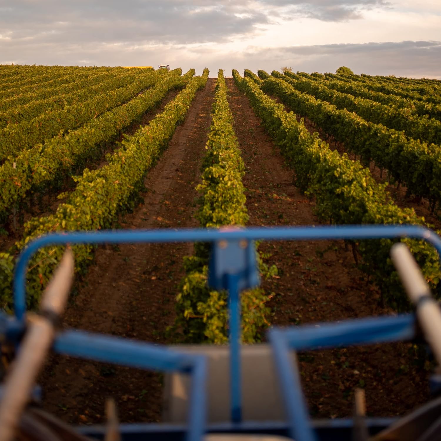 Detalle 2 de Protos Verdejo Cuvée 🍷 Vino Blanco Ecológico Rueda 750ml