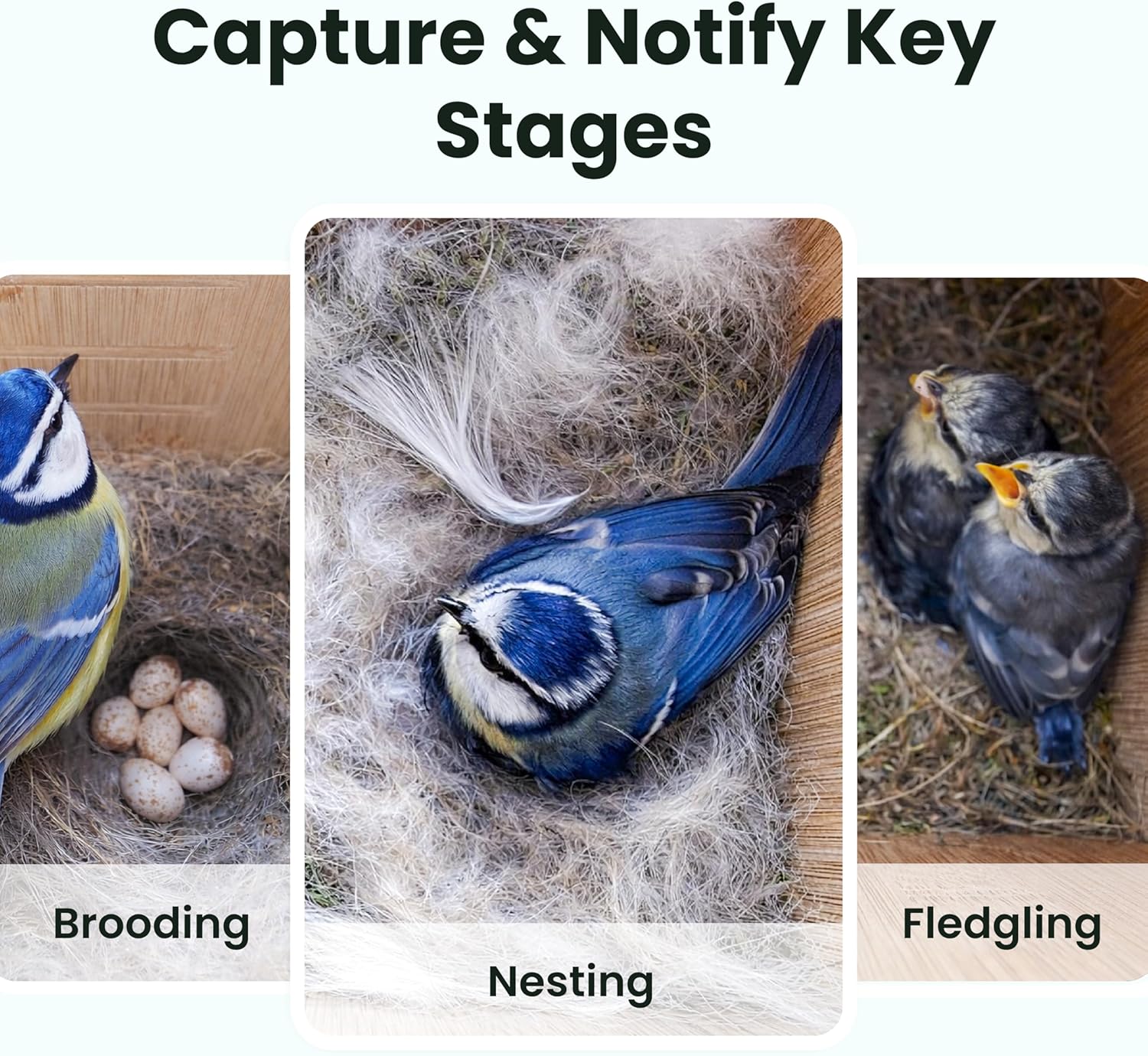 Detalle de Birdfy Smart Bird House with Camera – Solar Powered, 1080HD Live Video