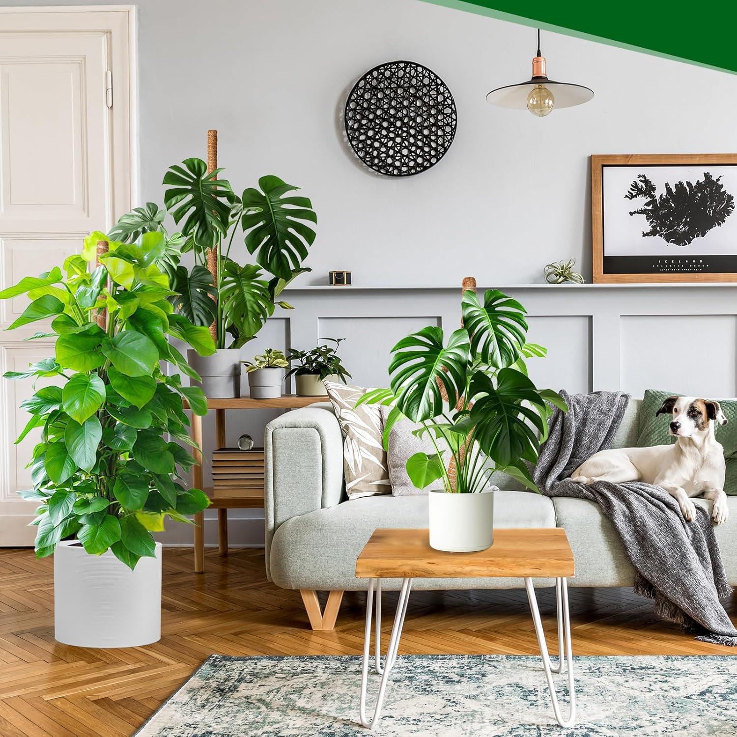 Thumbnail 5 de Mactoou Moss pole 4 pack, 65cm coir support