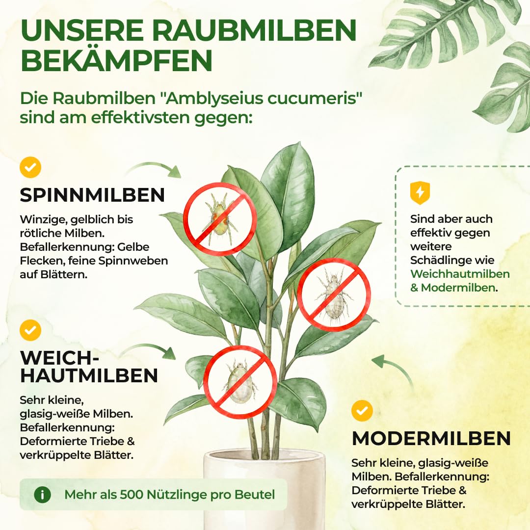 Thumbnail 1 de GREEN GUARDIA Power Raubmilben gegen Spinnmilben – 15 Tüten | Biologische Schädlingsbekämpfung für Zimmerpflanzen, Zierpflanzen und Cannabis
