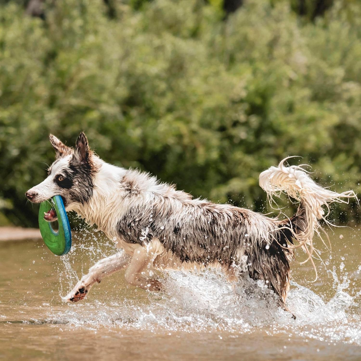 Thumbnail 2 de Chuckit Zipflight Taille M frisbee pour chien