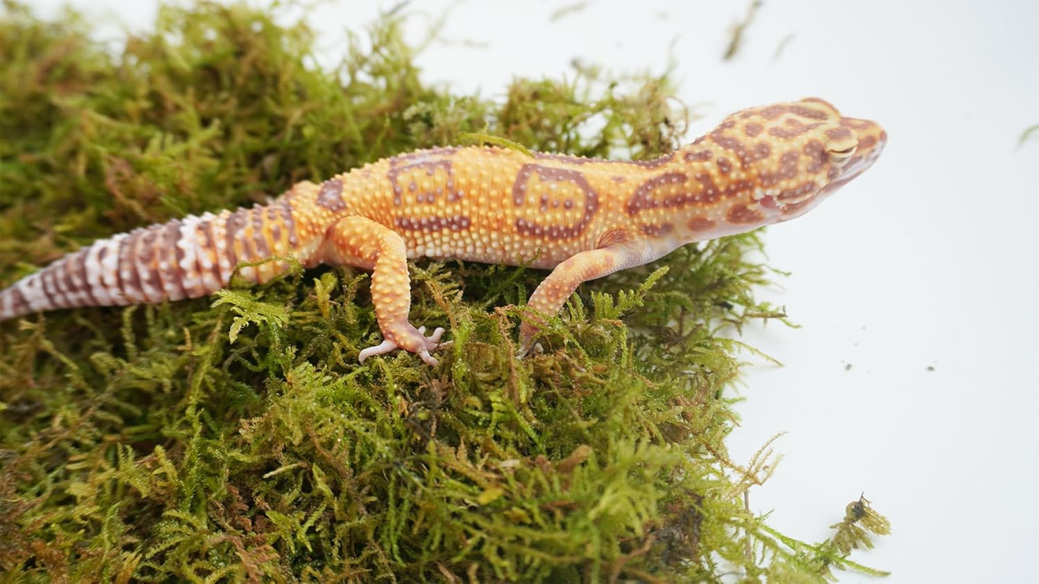Detalle de Jinymral Leopard Gecko Tank Accessories substrate (compressed) – 115g pack
