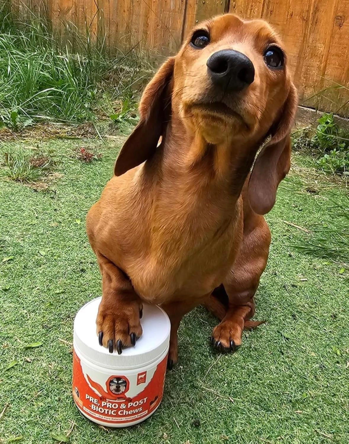 Thumbnail 6 de Bailey & buddies Probiotiques Chiens Digestión & Système Immunitaire – Compléments Premium (300g)