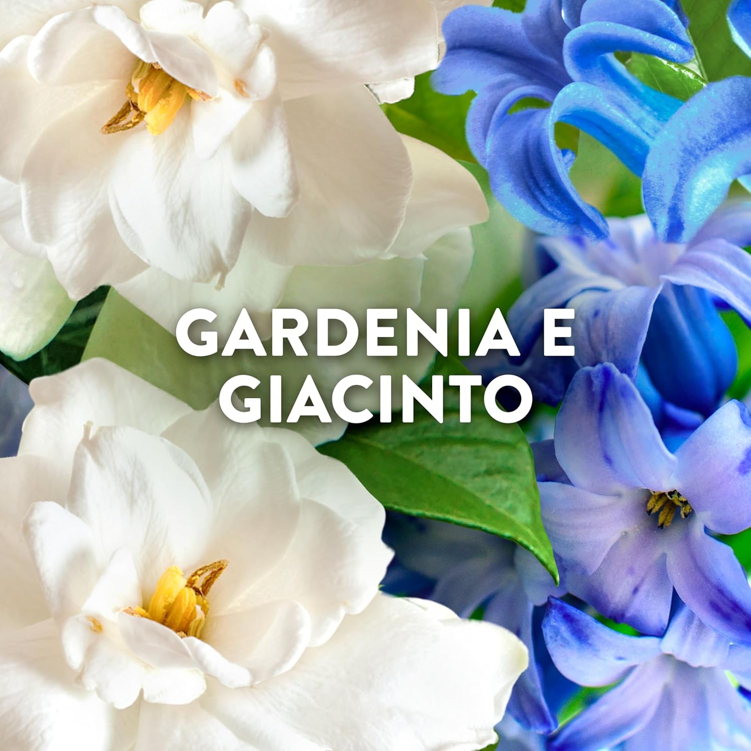 Detalle de Lenor Ammorbidente Lavatrice Concentrato Capri – Note di Gardenia e Giacinto, 440 Lavaggi