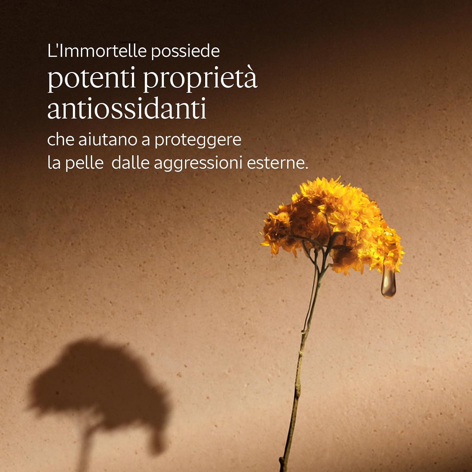 Detalle 2 de L'OCCITANE Crema Viso Immortelle Précieuse 50 ml
