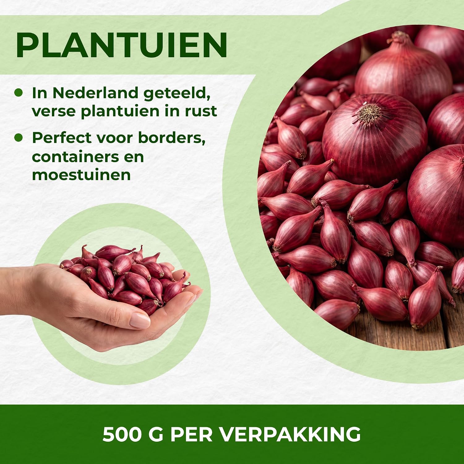Detalle 2 de DUTCH BULBS Red Baron plantuien, 500 g, maat 14–21 mm