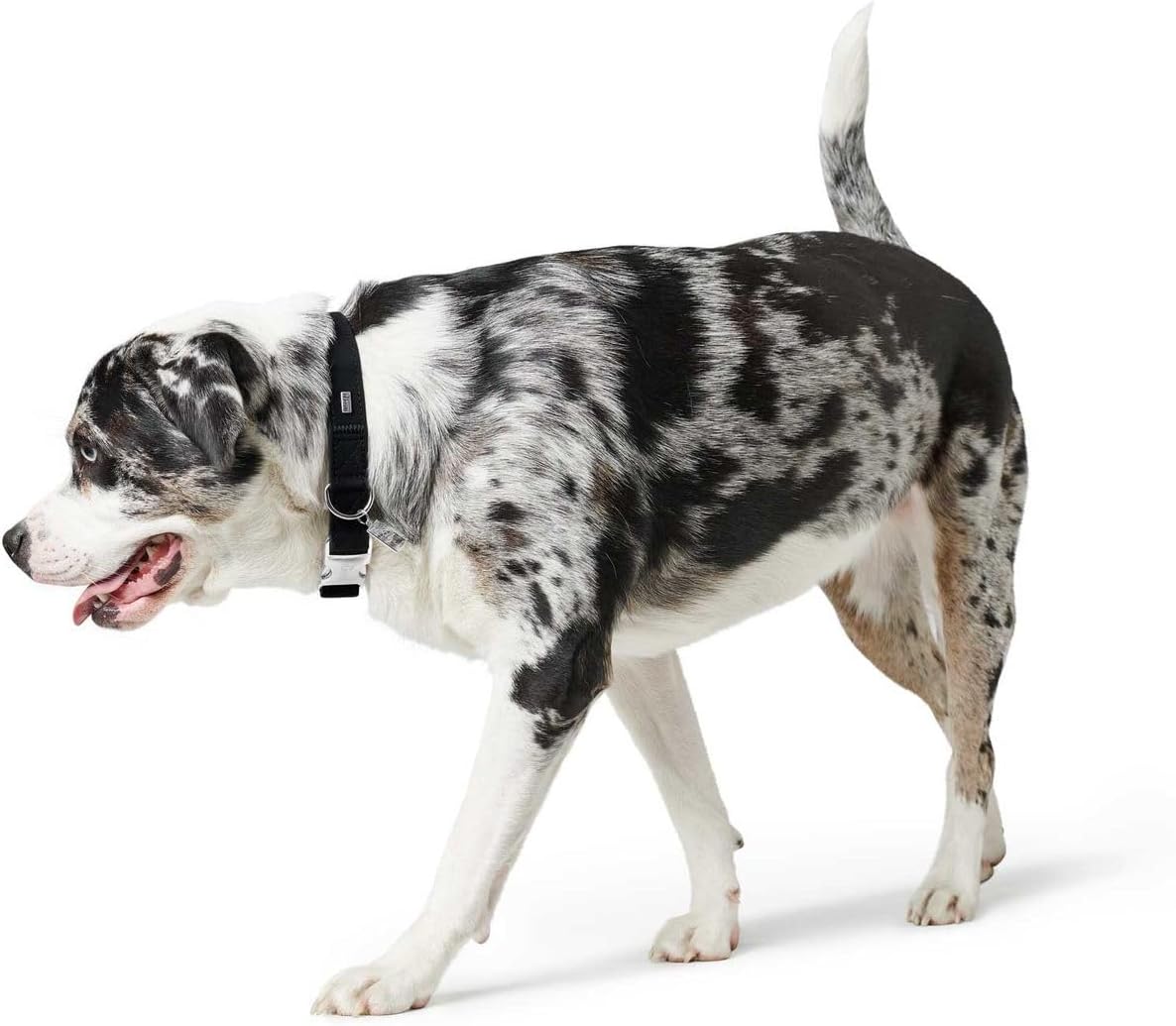 Detalle 2 de HUNTER SOFTIE ALU-STRONG Hundehalsband, Größe M, Schwarz – Nubukoptik aus Kunstleder