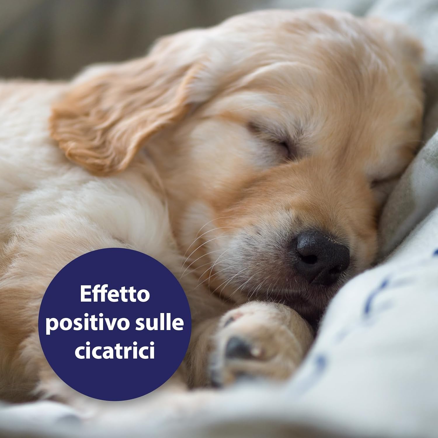 Detalle de Canosept Gel Per Ferite Cane 20ml – Gel antisettico per ferite e pulizia della pelle del cane