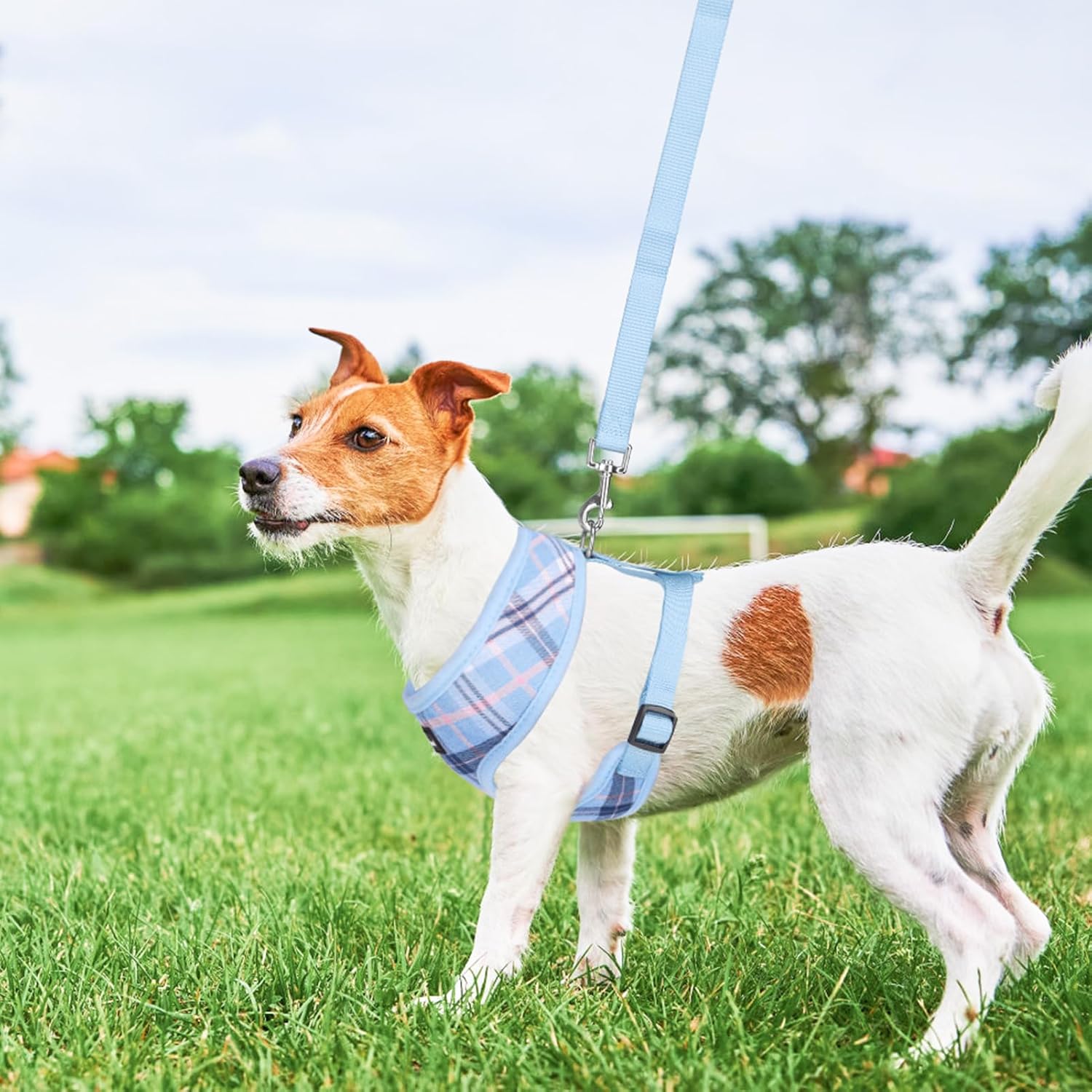 Thumbnail 6 de SCENEREAL Dog Harness and Leash Set, Medium